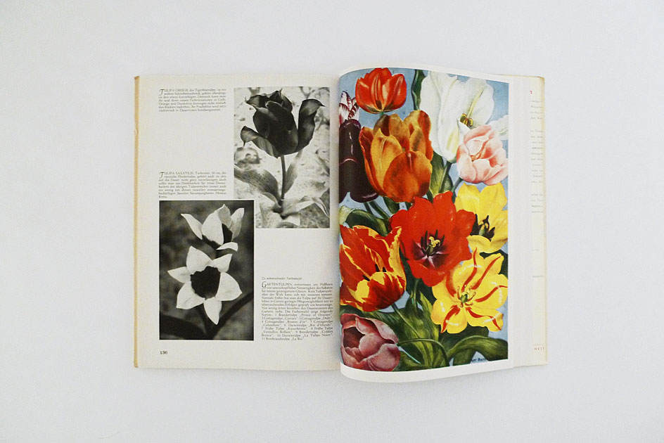 Das Blumenzwiebelbuch