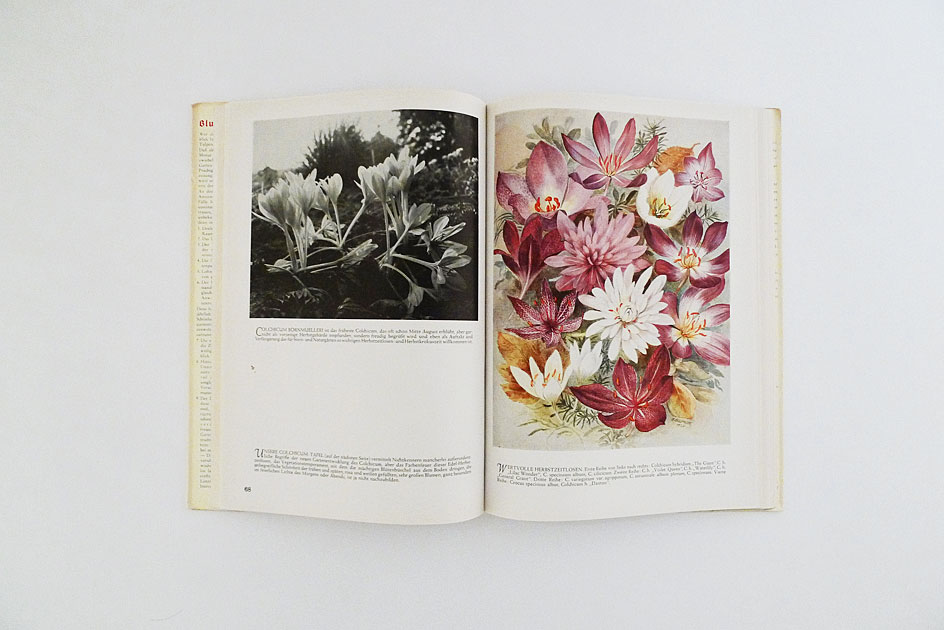 Das Blumenzwiebelbuch