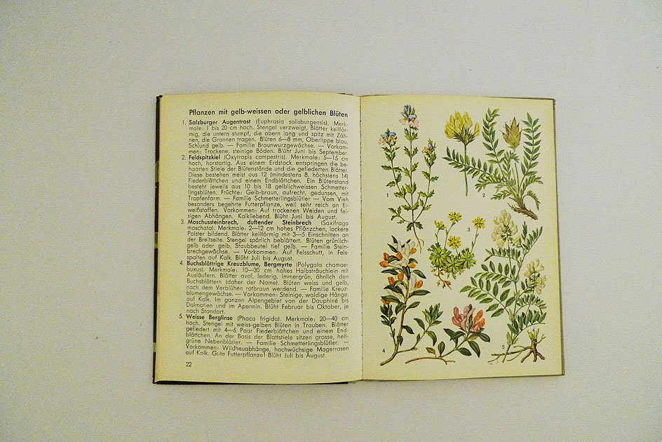 Hallwag Taschenbuch – Alpenblumen I