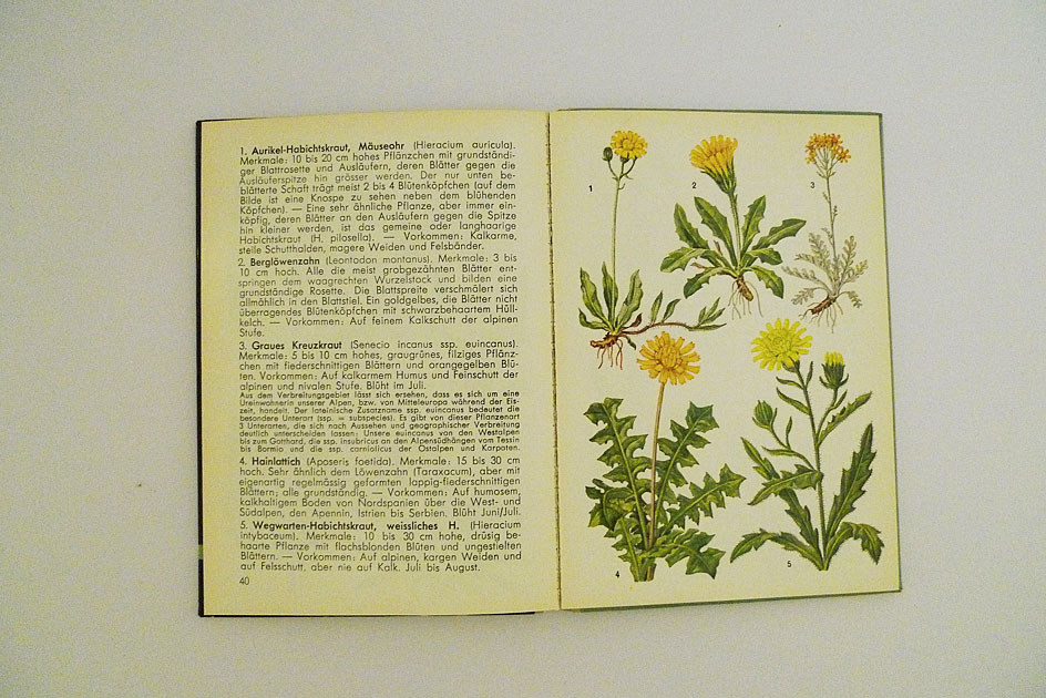 Hallwag Taschenbuch – Alpenblumen II