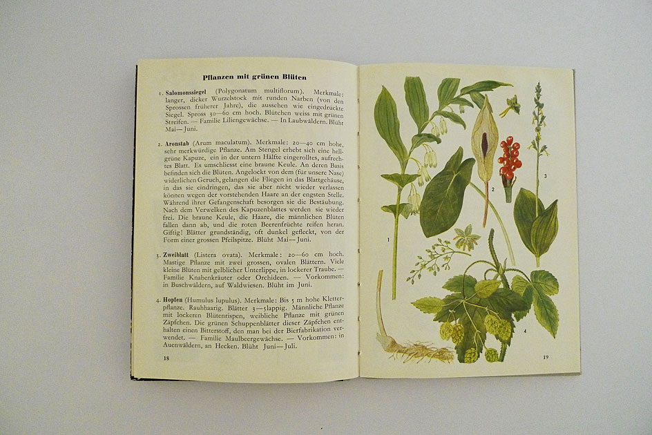 Hallwag Taschenbuch – Waldblumen