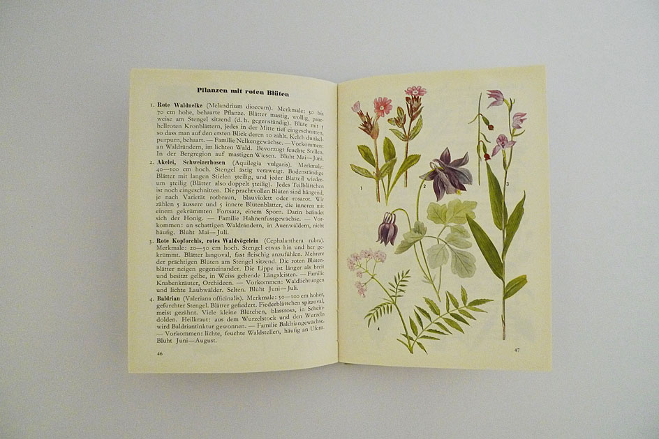 Hallwag Taschenbuch – Waldblumen