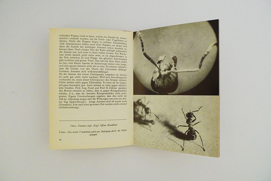 Hallwag Taschenbuch – Wunderwelt der Ameisen