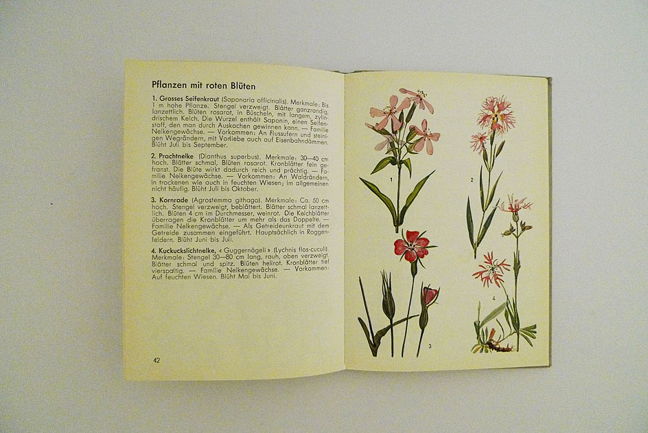 Hallwag Taschenbuch – Wiesenblumen I