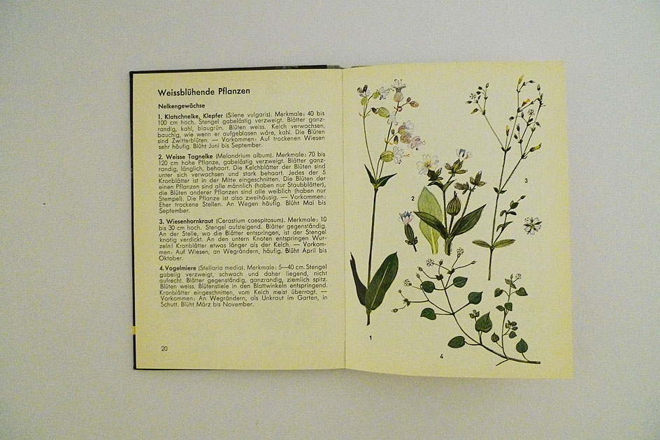 Hallwag Taschenbuch – Wiesenblumen I