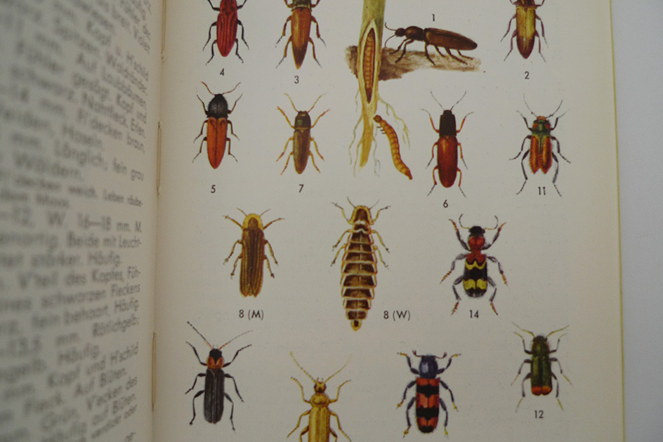Käfer und andere Insekten