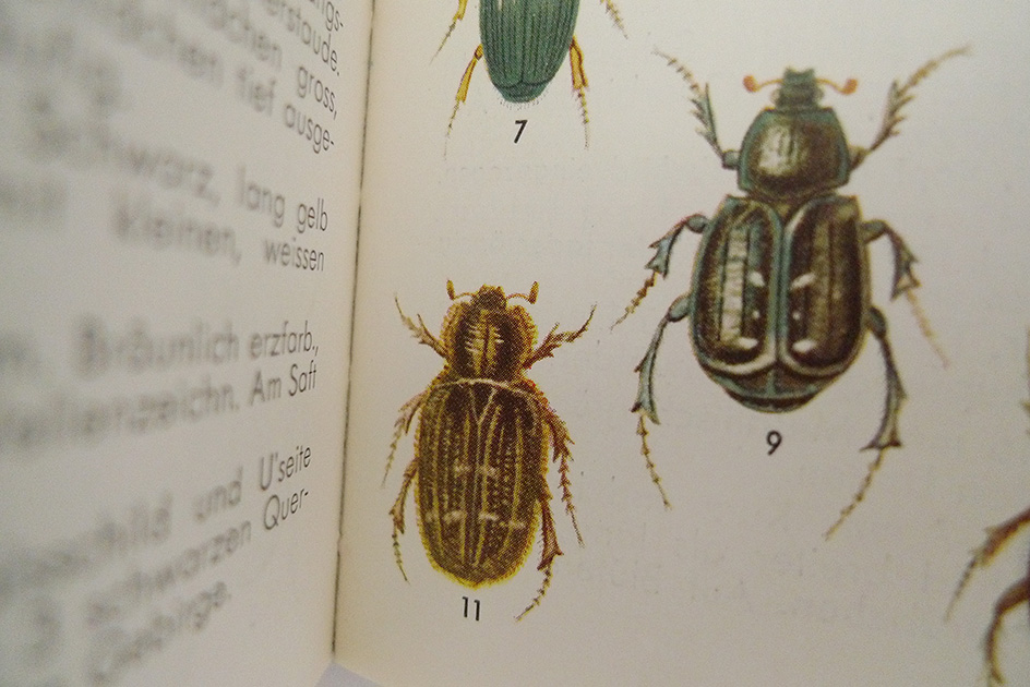 Käfer und andere Insekten