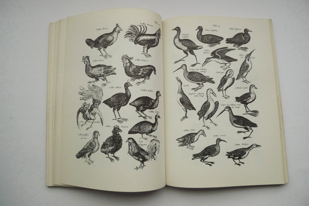 Merians Welt der Tiere