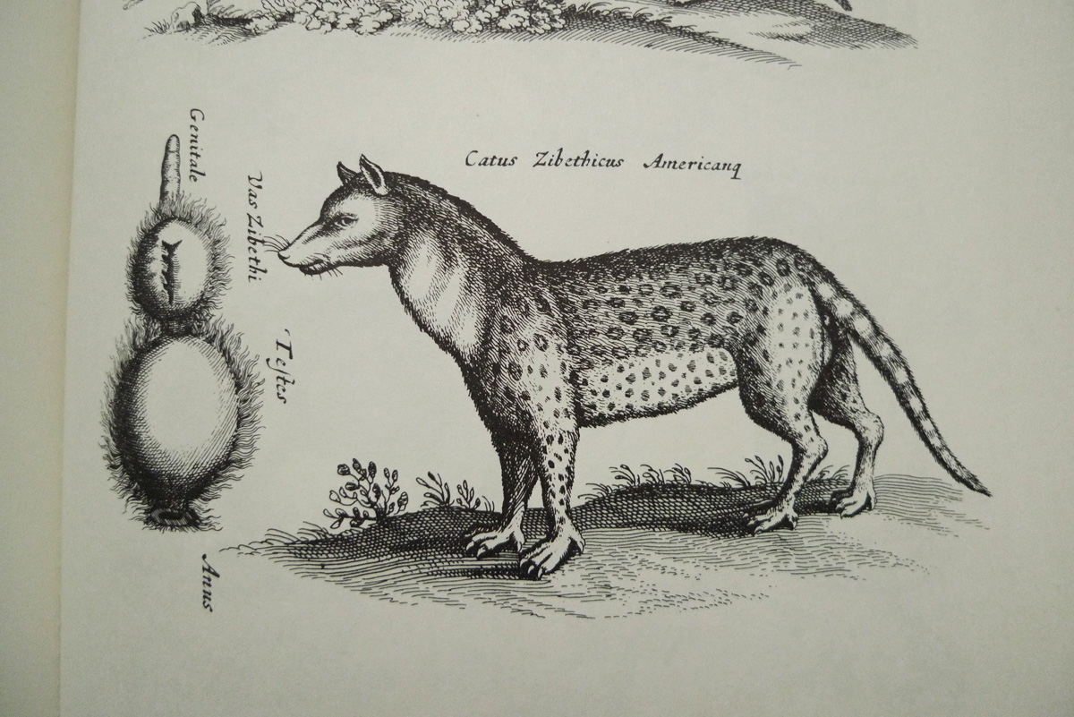 Merians Welt der Tiere