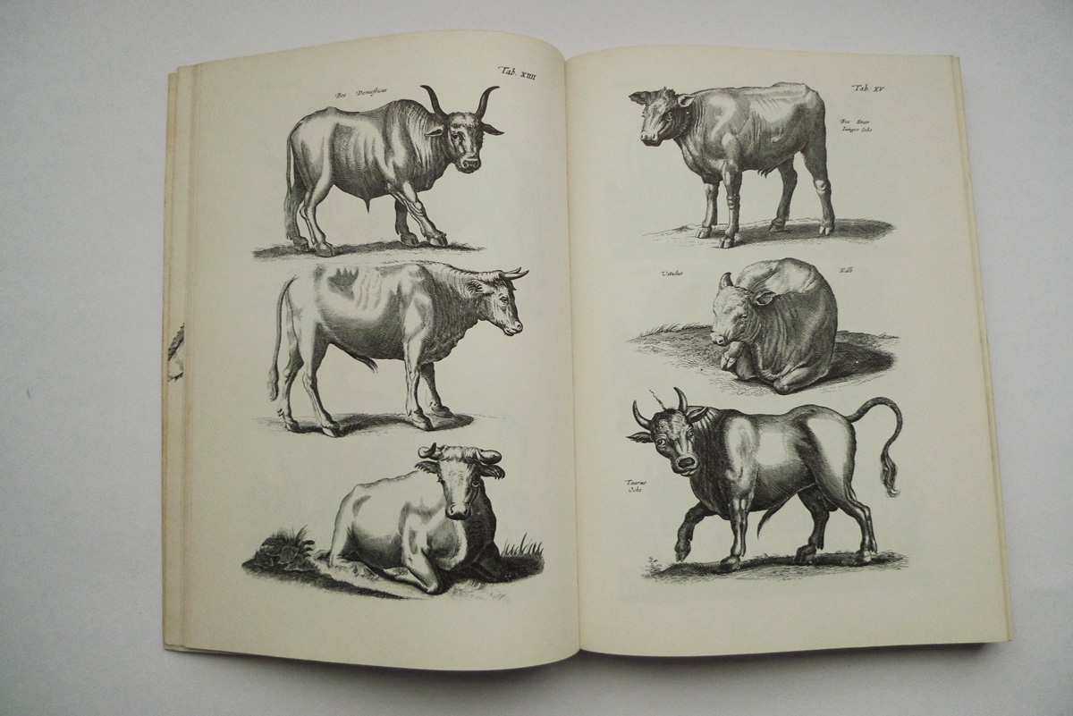 Merians Welt der Tiere