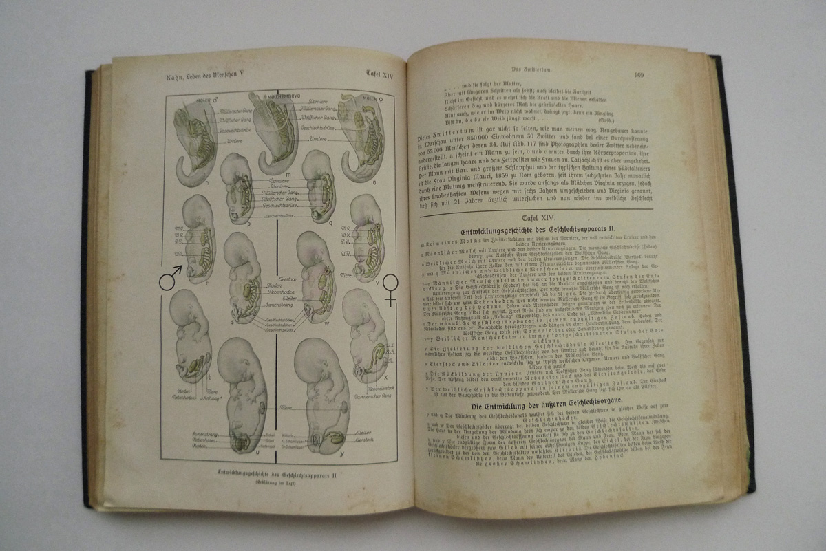 Das Leben des Menschen; Band V