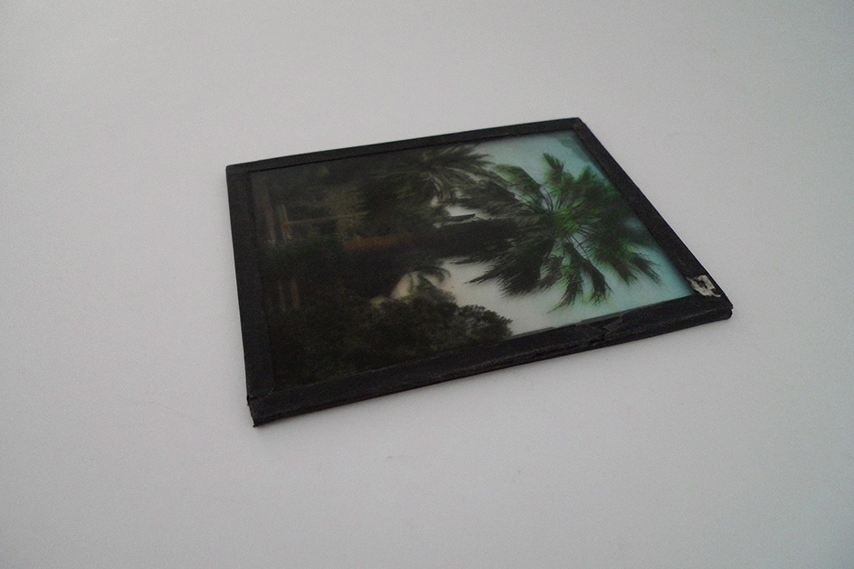Glas Diapositiv «Palmen»