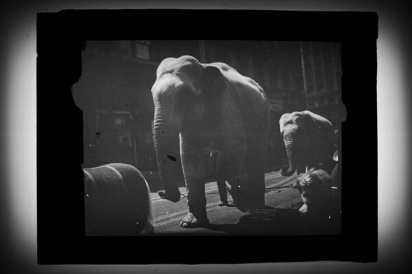 Glas Diapositiv «Elefanten»