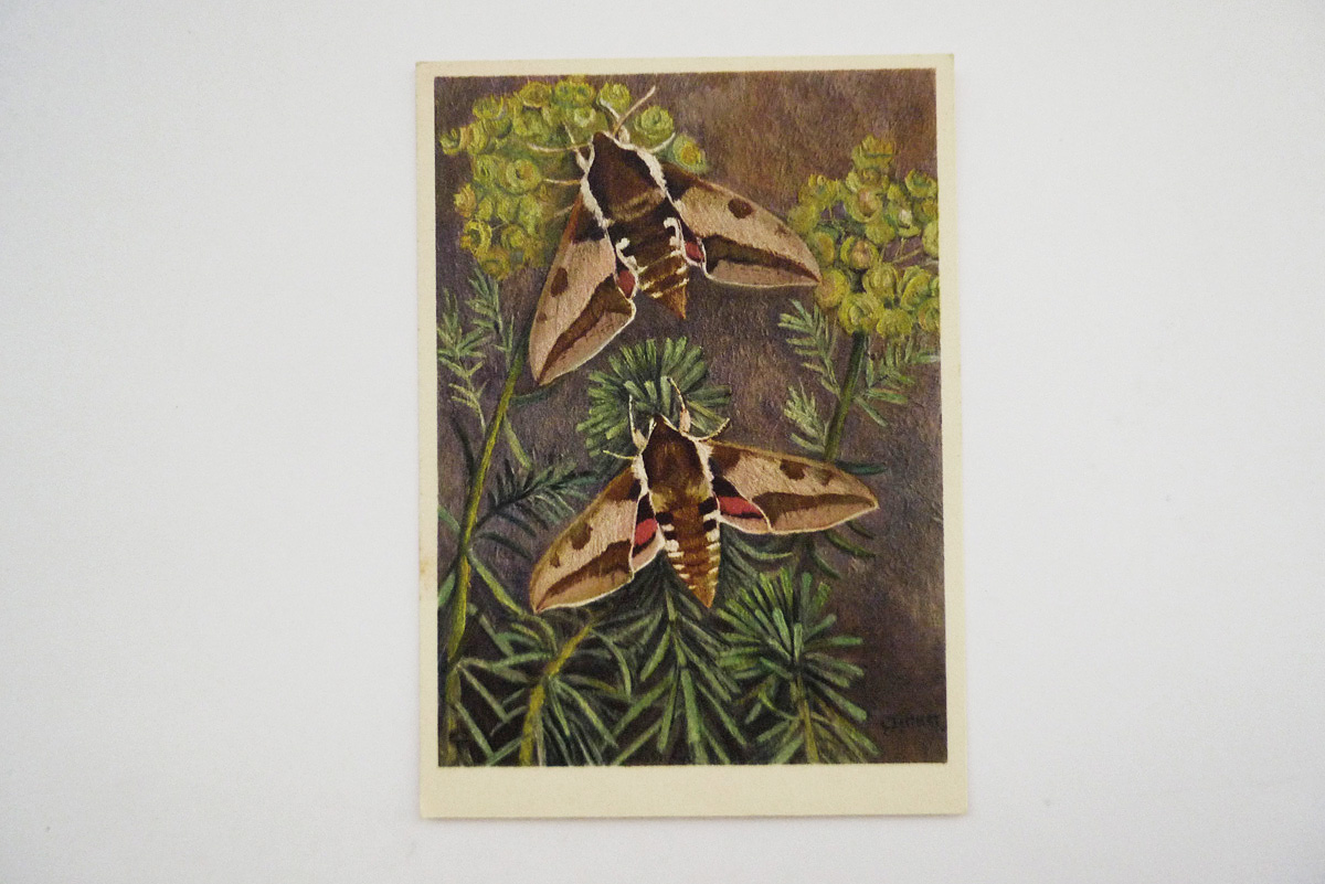 Wolfsmilchschwärmer, Spurge Hawk