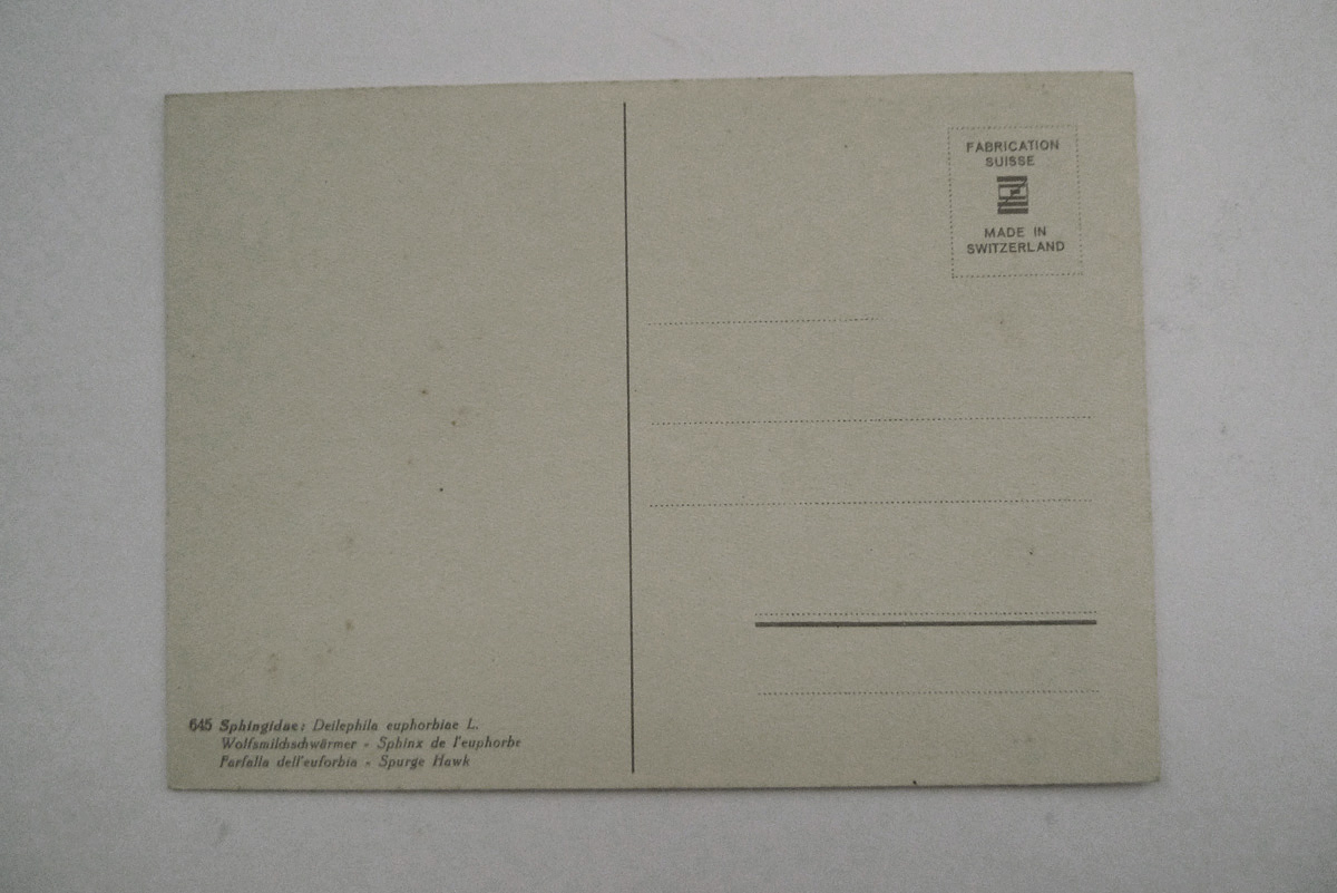 Wolfsmilchschwärmer, Spurge Hawk